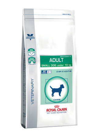 Adult small dog